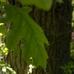 Nokia-N8-053018.jpg