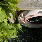 Nokia-N8-053015.jpg
