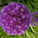 Nokia-N8-053007.jpg