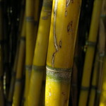Nokia-N8-053005.jpg